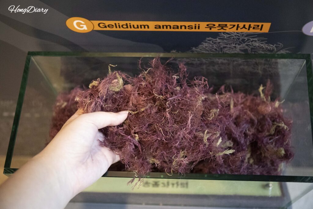 Alga roja seca umugasari, la materia prima del agar, expuesta en el Museo de Agar de Miryang para que los visitantes la toquen