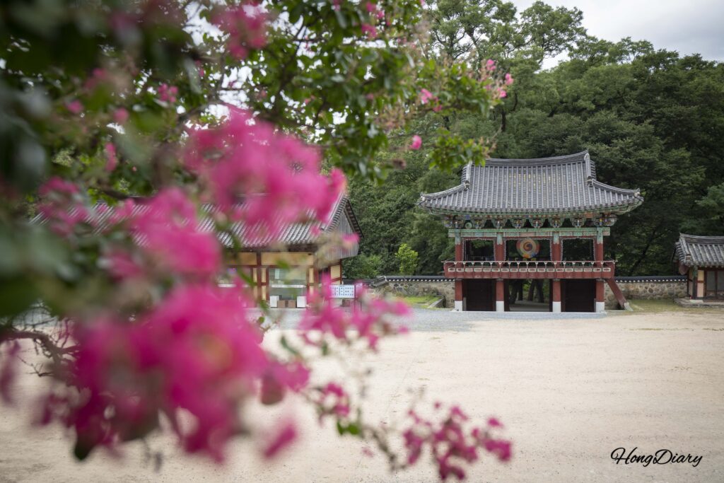 Crape myrtle flowers in bloom near the entrance area of Pyochungsa Temple, Miryang