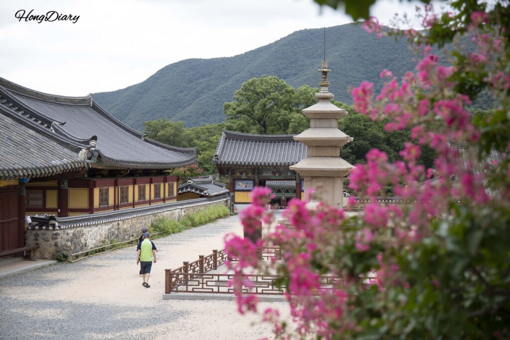 Pink crape myrtle blossoms framing the three-story stone pagoda, a designated Korean Treasure, at Pyochungsa Temple