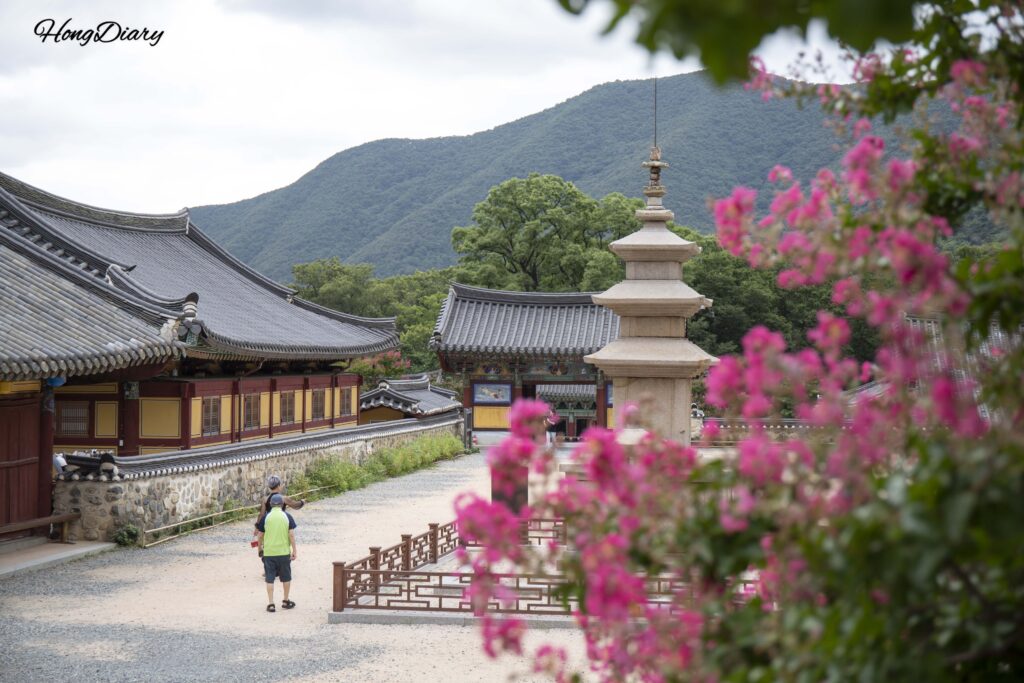 Flores de crespón rosadas junto a la pagoda de tres pisos, declarada Tesoro de Corea, en el templo Pyochungsa