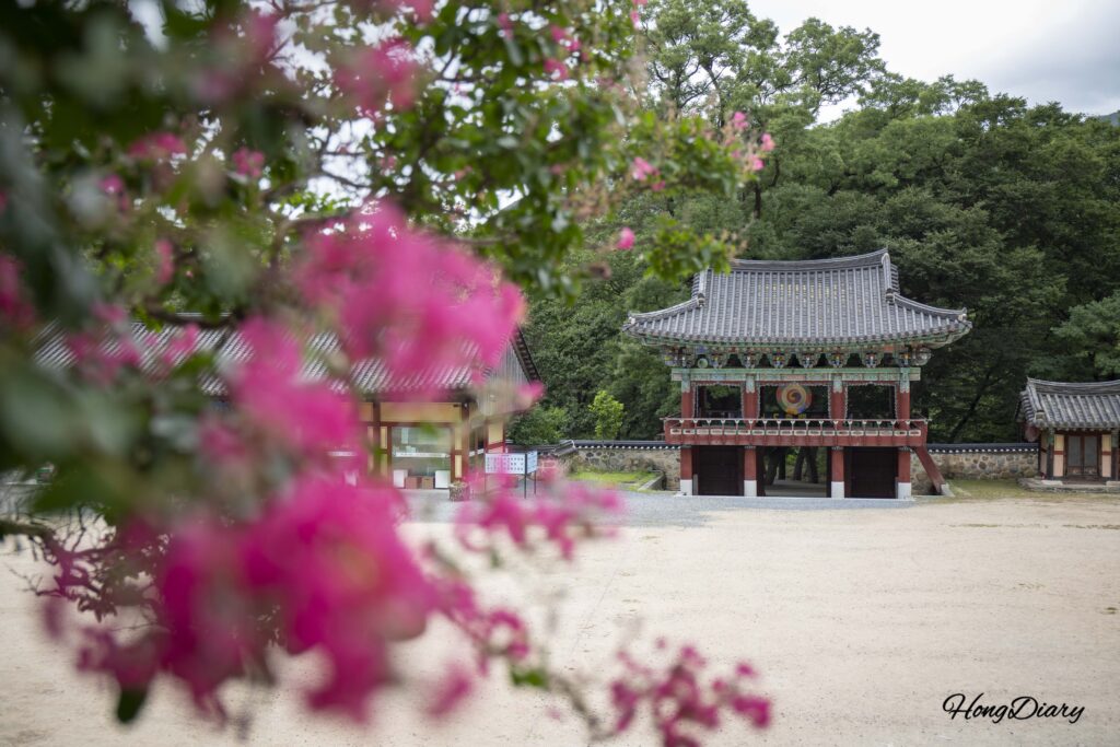 サルスベリの花が咲く夏の表忠寺入口付近、密陽