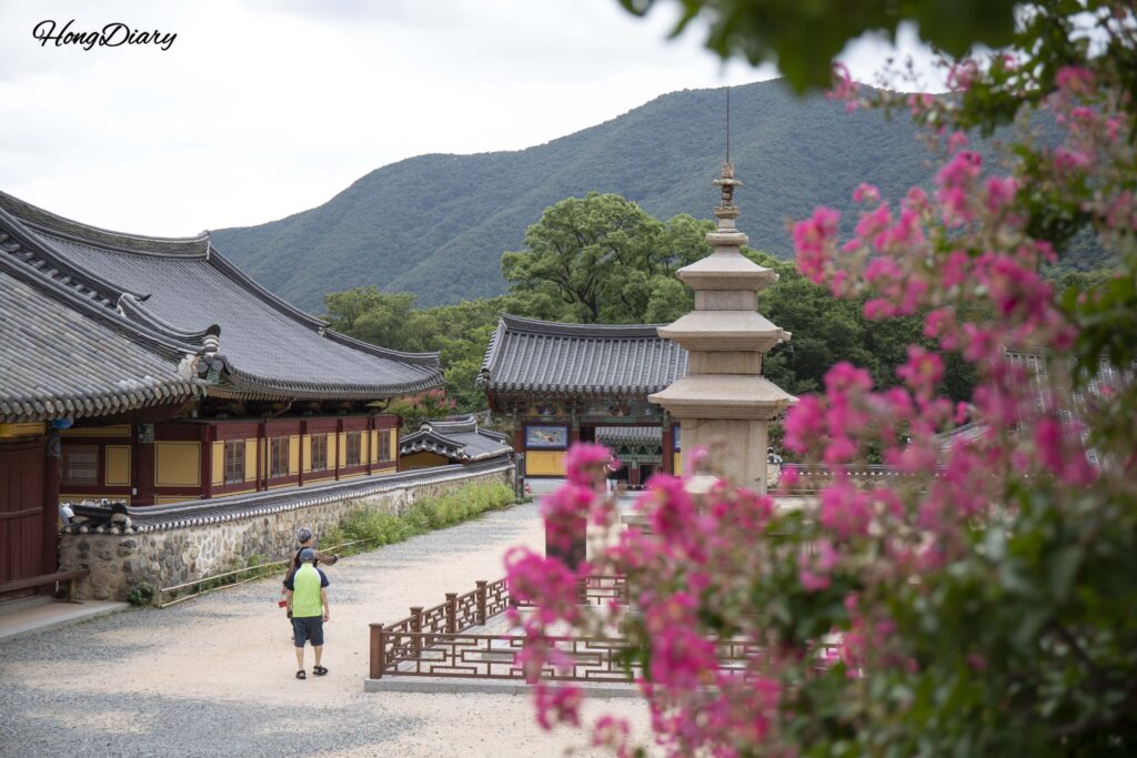 サルスベリの花と韓国の「宝物」に指定された三層石塔、表忠寺境内