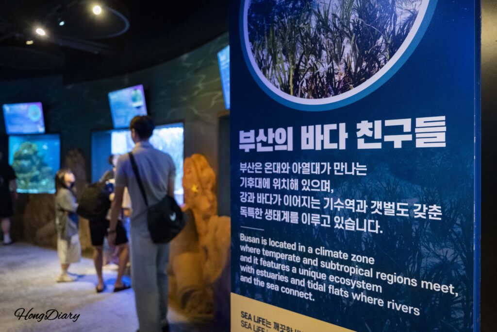 Friends of Busan's Sea exhibit showing local coastal ecosystem at SEA LIFE Busan