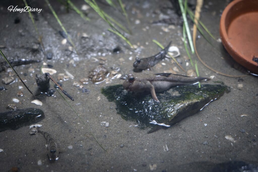 「釜山の海の仲間たち」ゾーンに展示されたハゼ