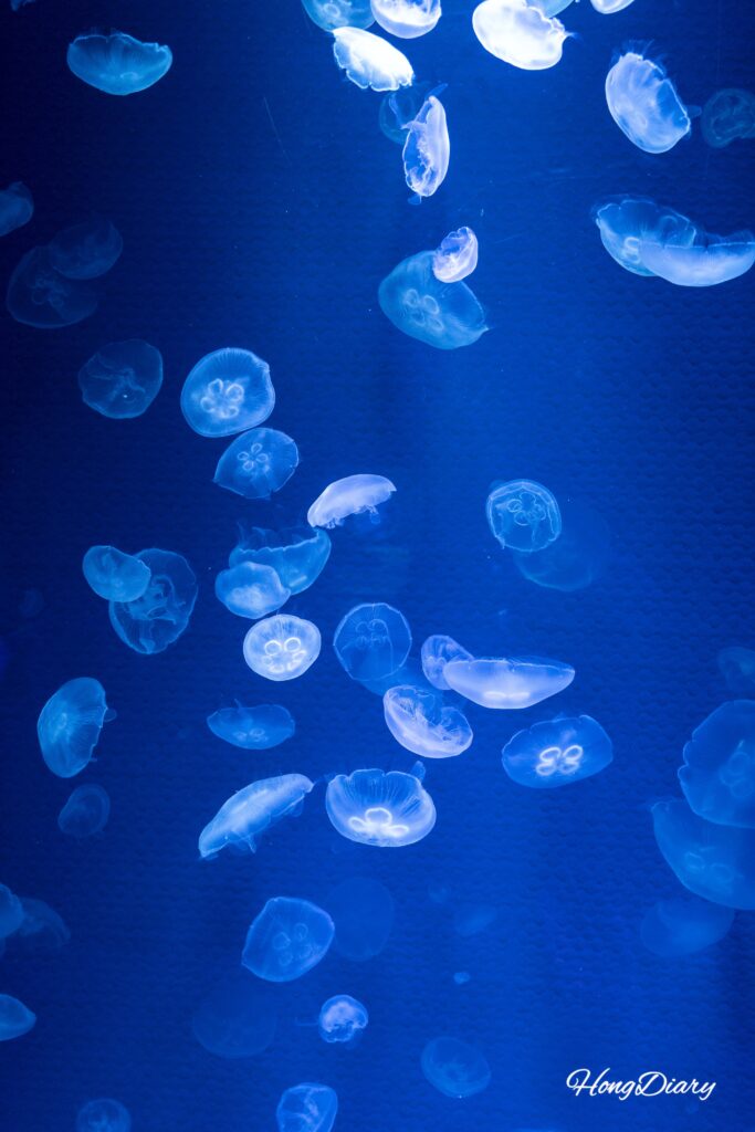 Jellyfish floating in the jellyfish lab zone at SEA LIFE Busan Aquarium
