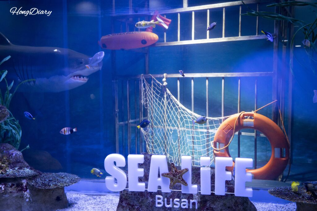 シーライフ釜山水族館のロゴが映る大型水槽