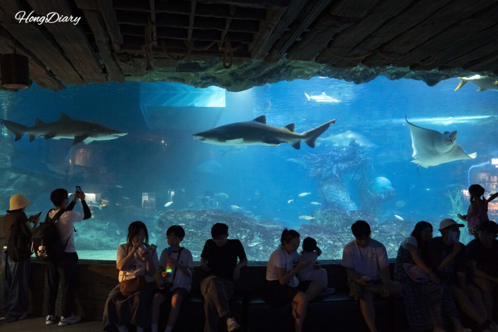 シーライフ釜山水族館メイン水槽とサメを観る来場者たち
