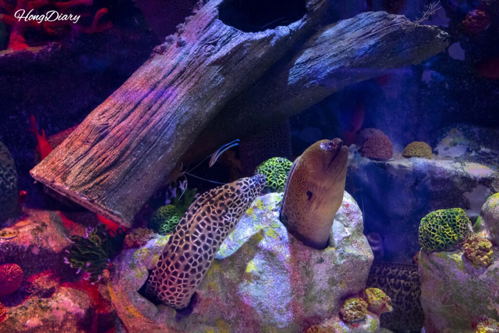 Morena exhibida en la zona marina del SEA LIFE Busan Aquarium