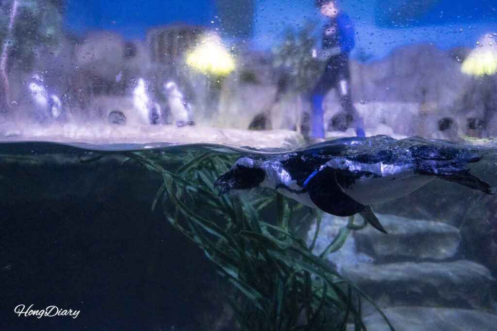 Jackass penguin swimming in the penguin zone at SEA LIFE Busan Aquarium