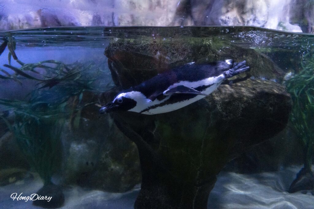 Pingüino Jackass nadando en el tanque del SEA LIFE Busan Aquarium
