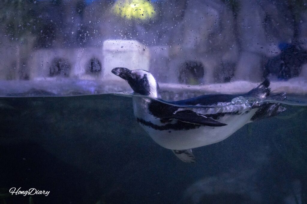 シーライフ釜山水族館のペンギン水槽で泳ぐジャッカスペンギン