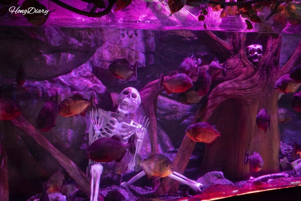 Tanque de pirañas en la zona tropical del SEA LIFE Busan Aquarium