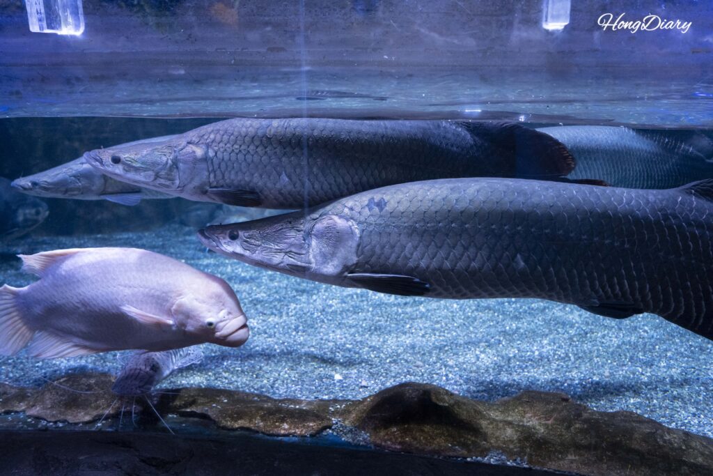 Pirarucu tank at SEA LIFE Busan Aquarium showing the massive Amazonian fish