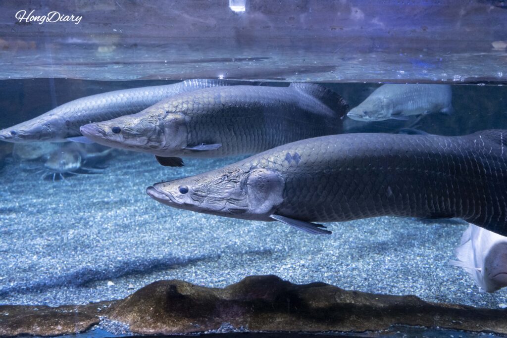 Tanque del pirarucu en el SEA LIFE Busan Aquarium