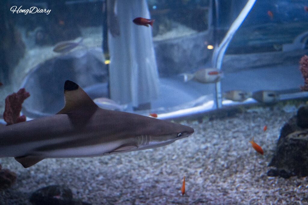 Shark swimming in the shark zone at SEA LIFE Busan Aquarium