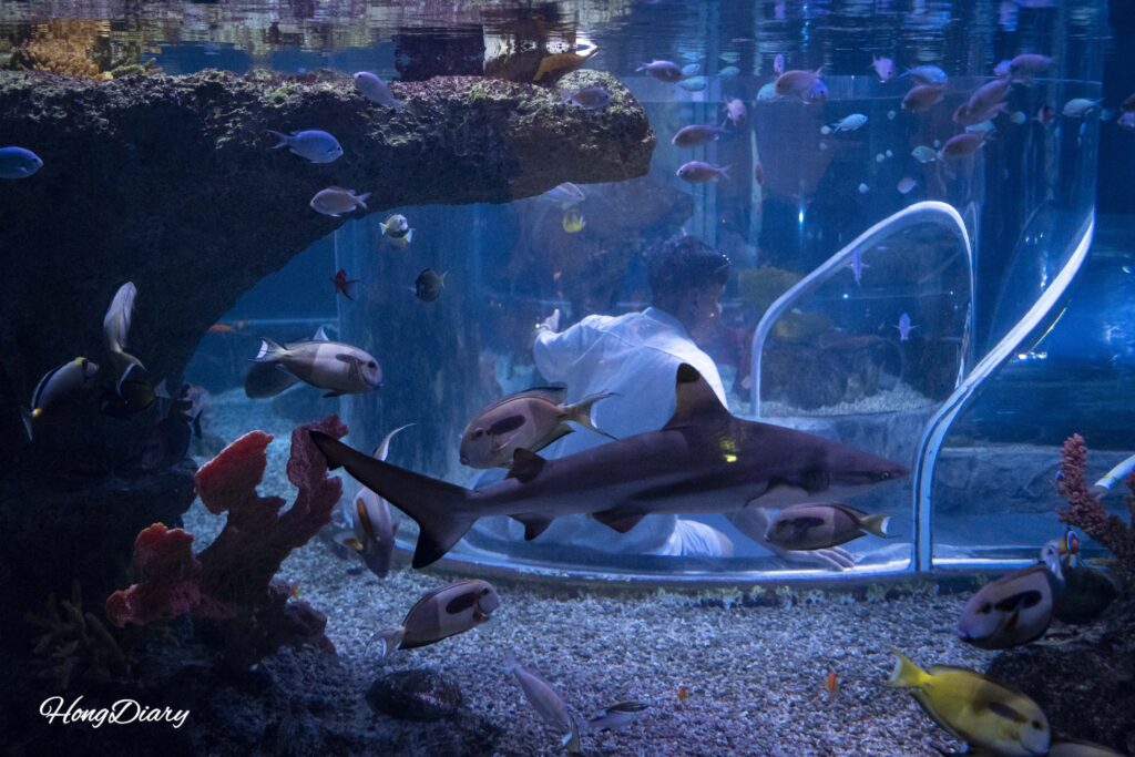 Tiburones y peces marinos en el tanque de tiburones del SEA LIFE Busan