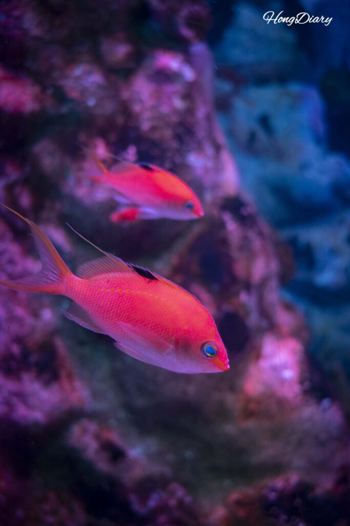 Red tropical fish swimming in the tropical zone at SEA LIFE Busan Aquarium