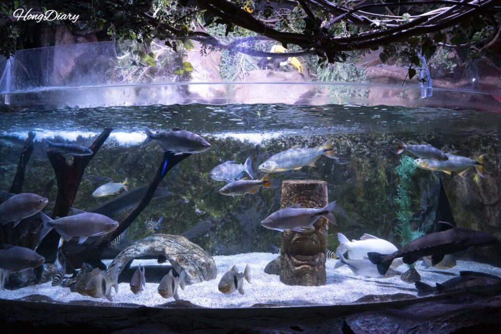 Variety of colorful tropical fish in the freshwater tank at SEA LIFE Busan