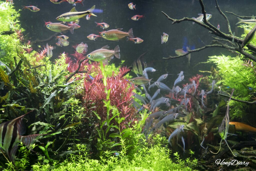 シーライフ釜山水族館の水草と熱帯魚の水槽