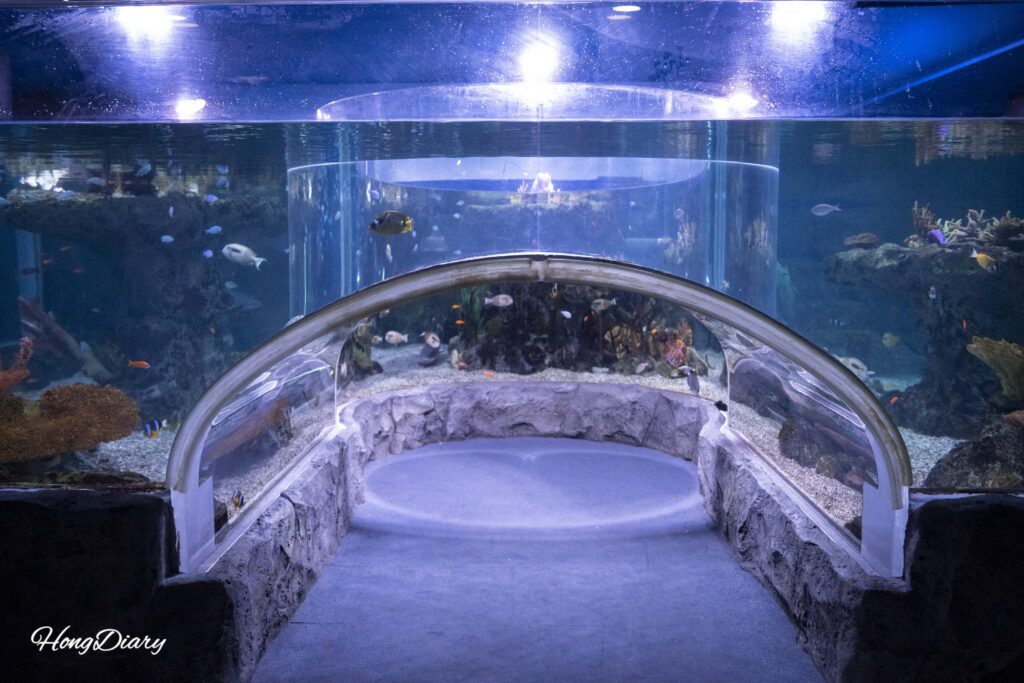 Túnel transparente bajo el tanque de tiburones en el SEA LIFE Busan Aquarium
