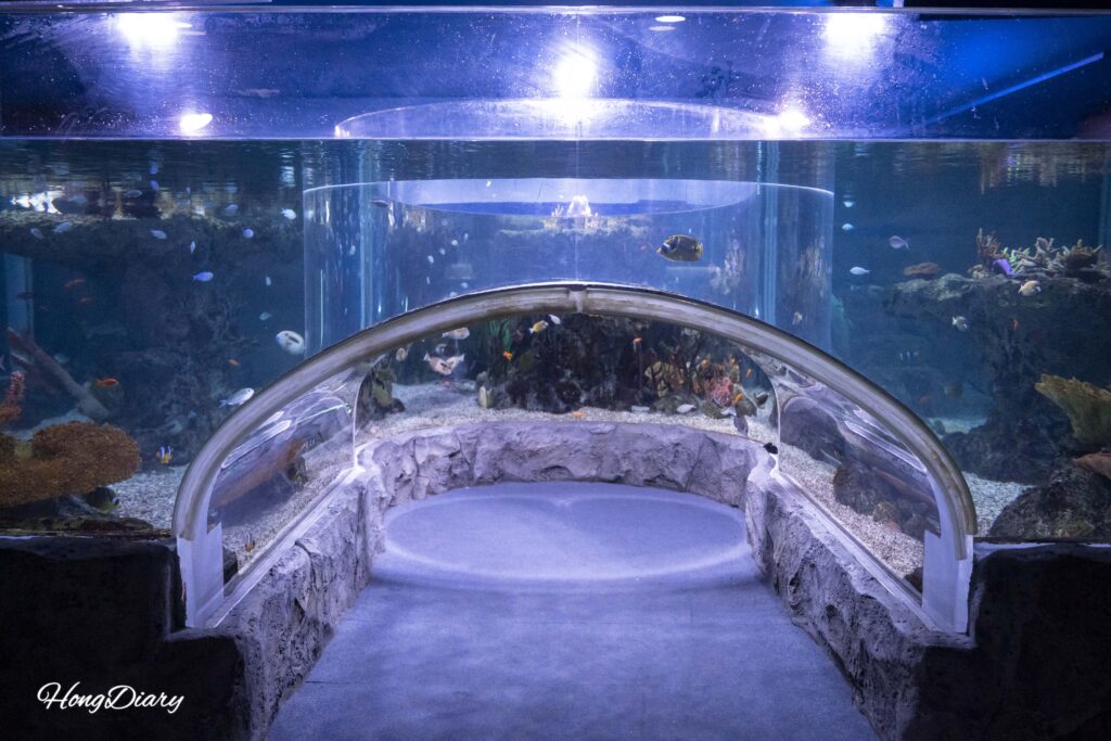 シーライフ釜山水族館の透明トンネル型水槽
