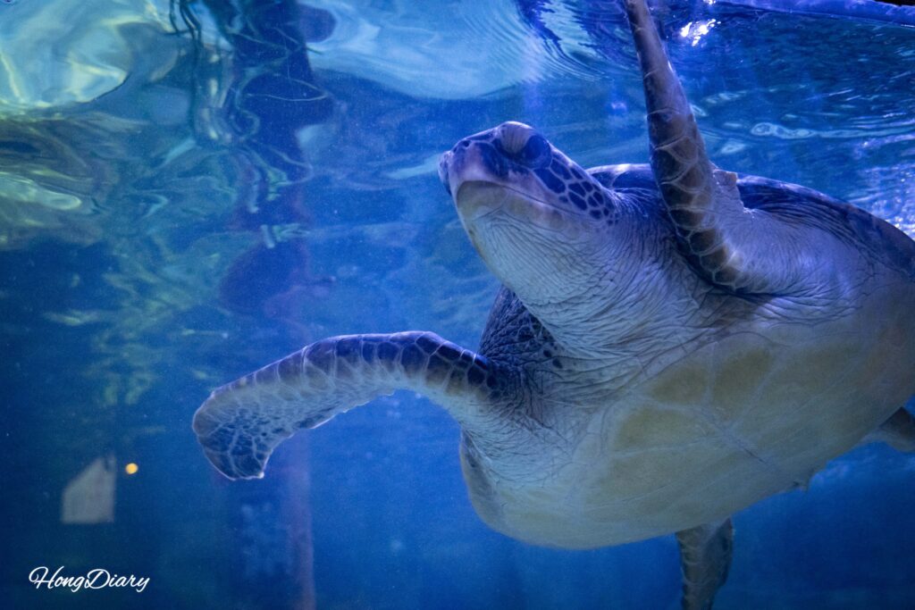 シーライフ釜山水族館のウミガメ展示