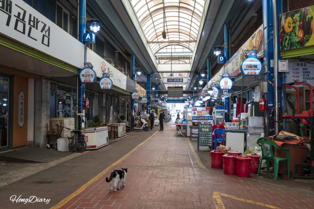 影島の蓬莱市場を歩く途中、路地に現れた三毛猫