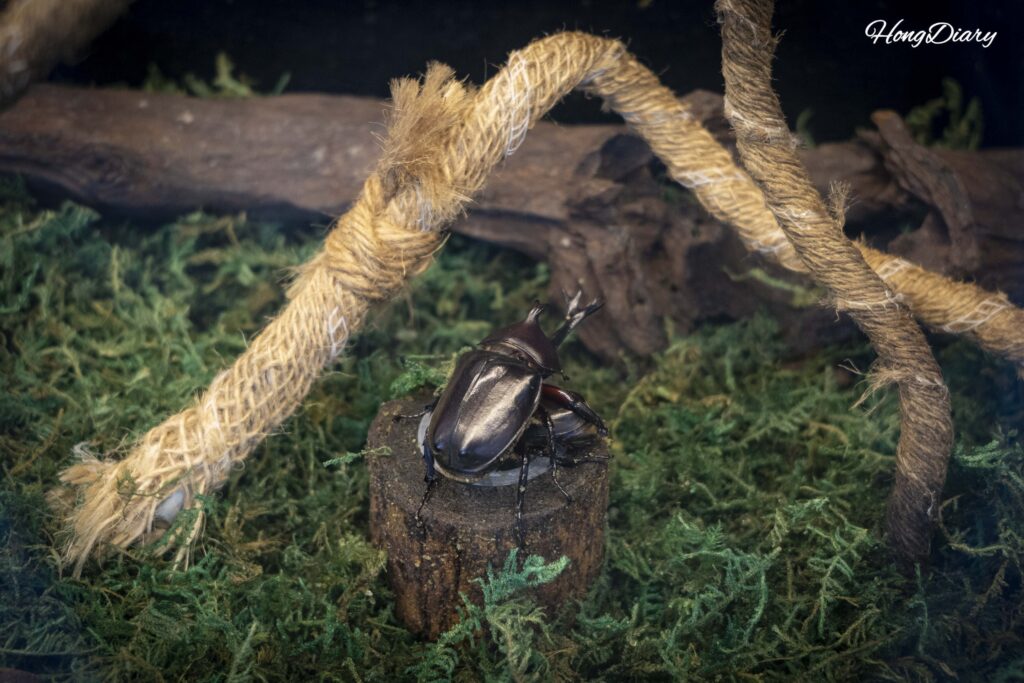 昌寧ウポ昆虫の国2階で流木に止まる生きたカブトムシの展示
