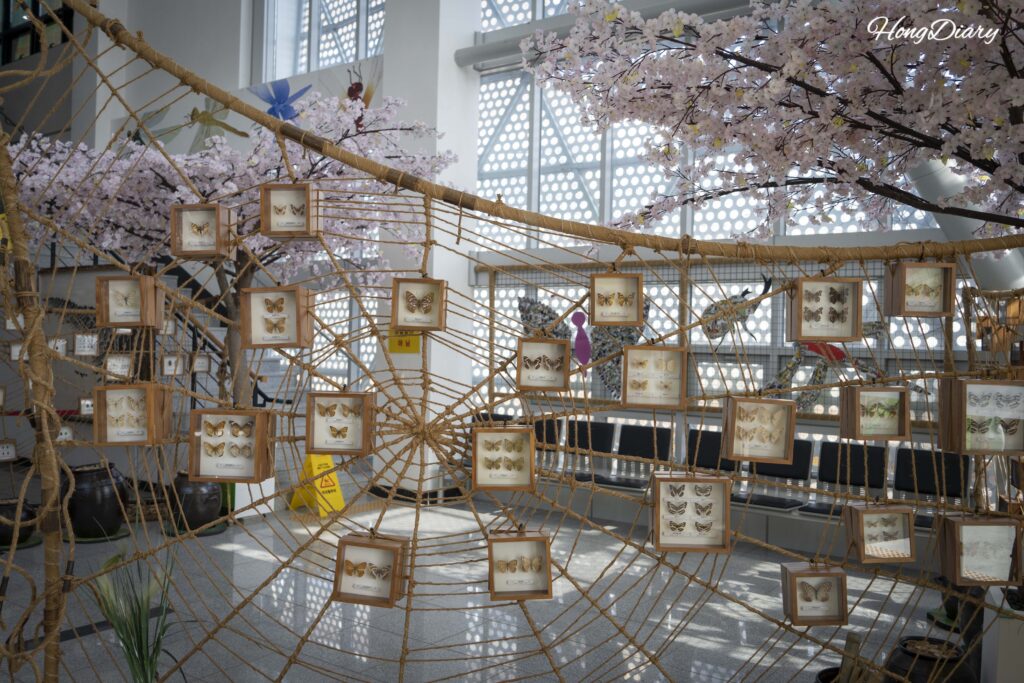 Framed butterfly specimen collections hanging from woven ropes in the lobby of Changnyeong Upo Insect World