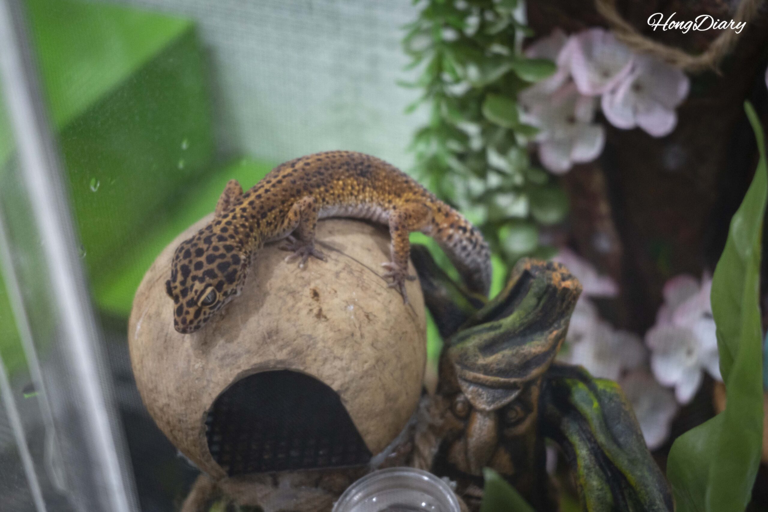 Llevé a mi hijo a un museo de insectos en la Corea rural — los escarabajos lo enamoraron y las cucarachas casi me matan