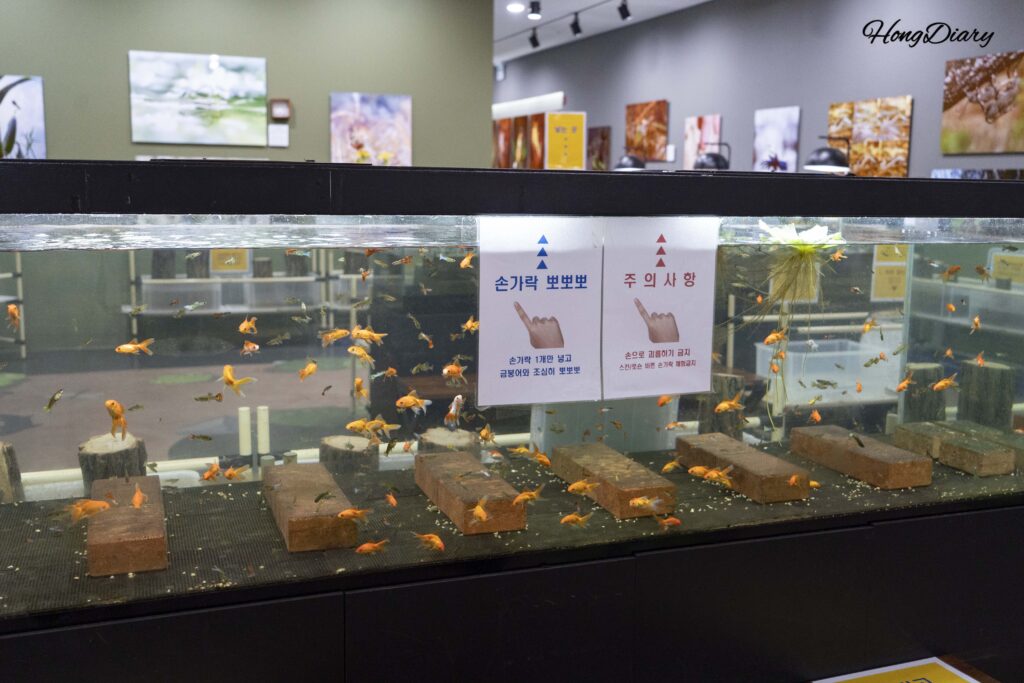 昌寧ウポ昆虫の国2階に設置された大型の金魚水槽