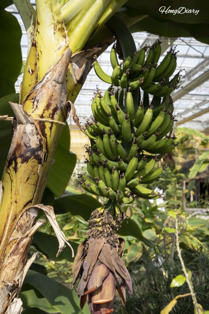 Green bananas growing on a tropical banana tree inside the greenhouse at Changnyeong Upo Insect World