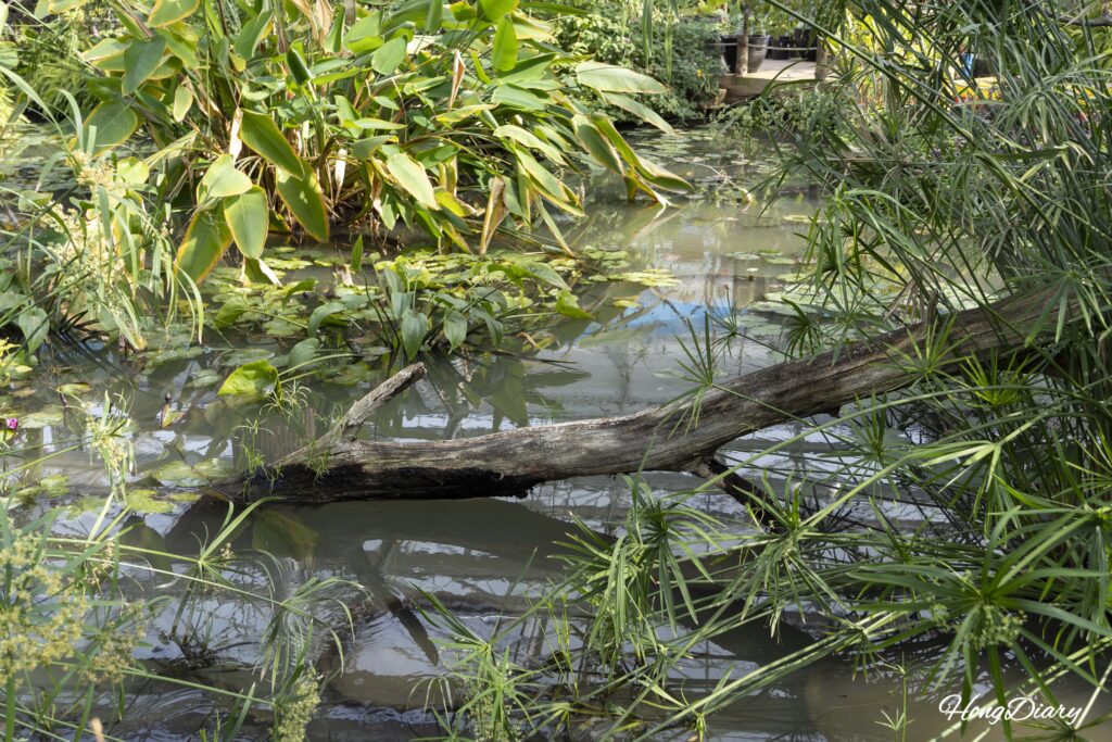 Pond with driftwood and aquatic plants inside the tropical greenhouse at Changnyeong Upo Insect World
