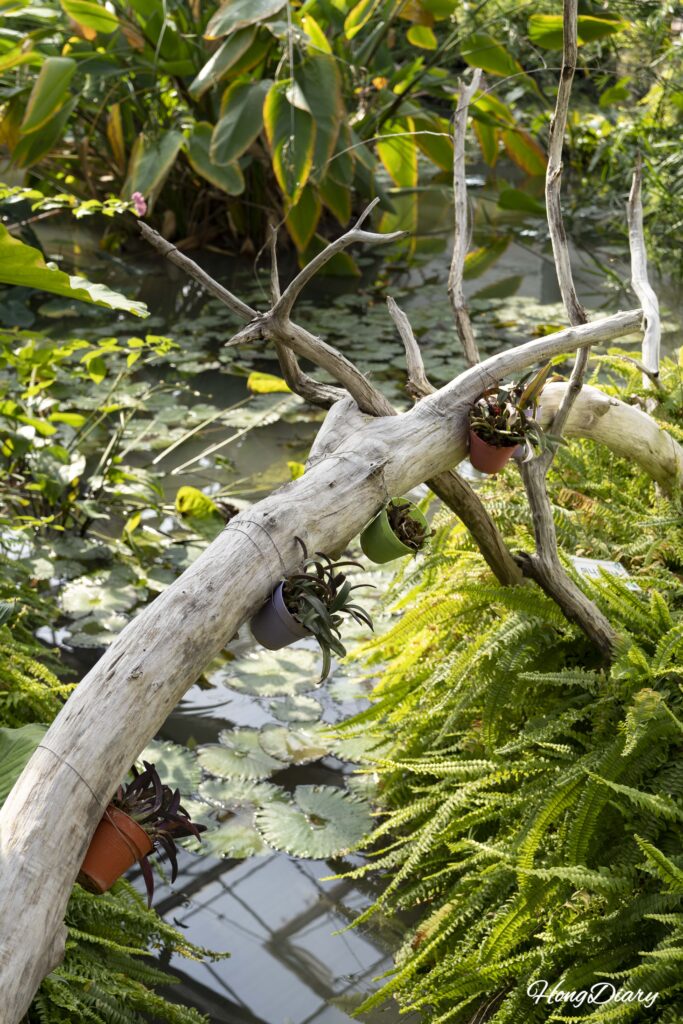昌寧ウポ昆虫の国温室内の池・流木・水生植物による小さな生態系