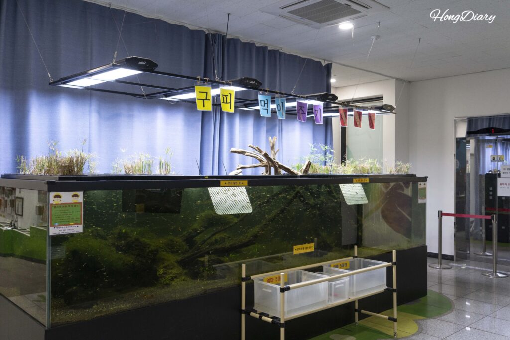 Large aquarium guppy feeding station at Changnyeong Upo Insect World where visitors feed mosquito larvae to fish