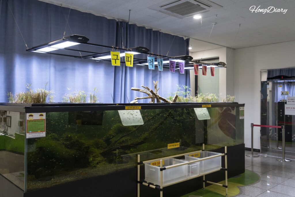 Estación de alimentación de guppies con larvas de mosquito en el primer piso de Changnyeong Upo Insect World