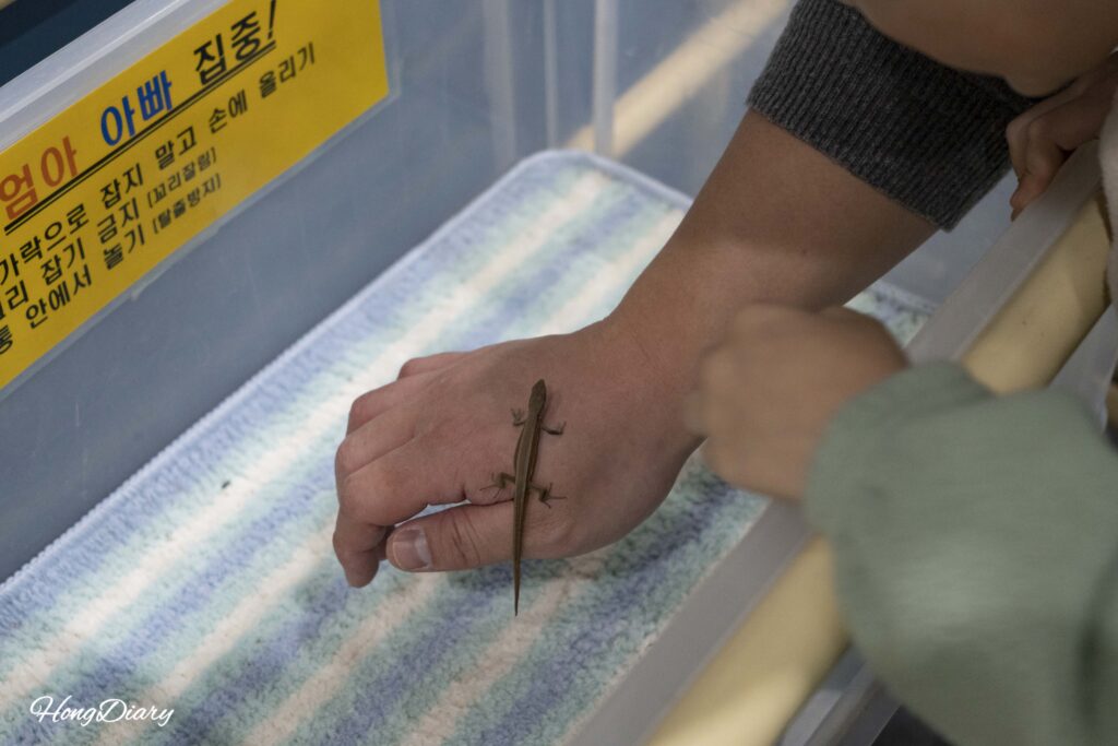 昌寧ウポ昆虫の国2階でカナヘビを手に乗せて観察する体験