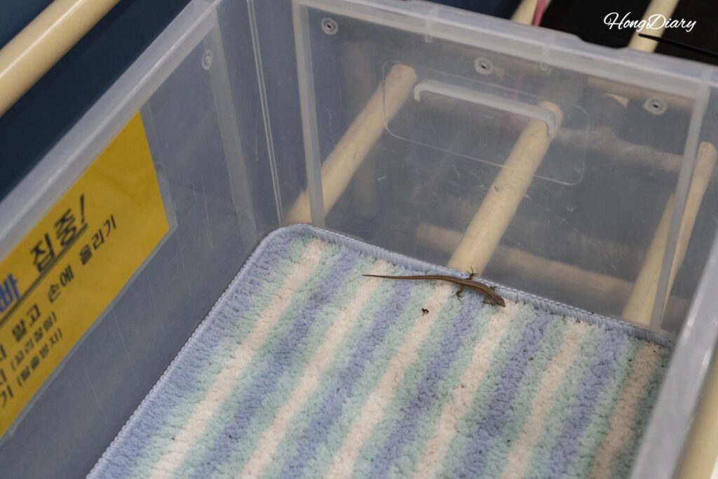 Close-up of a long-tailed lizard at the hands-on handling station on the second floor of Changnyeong Upo Insect World