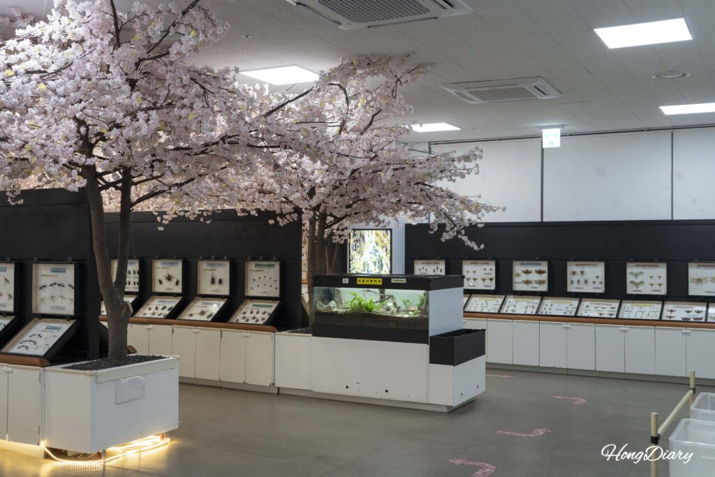 昌寧ウポ昆虫の国1階の世界各地の昆虫標本展示室