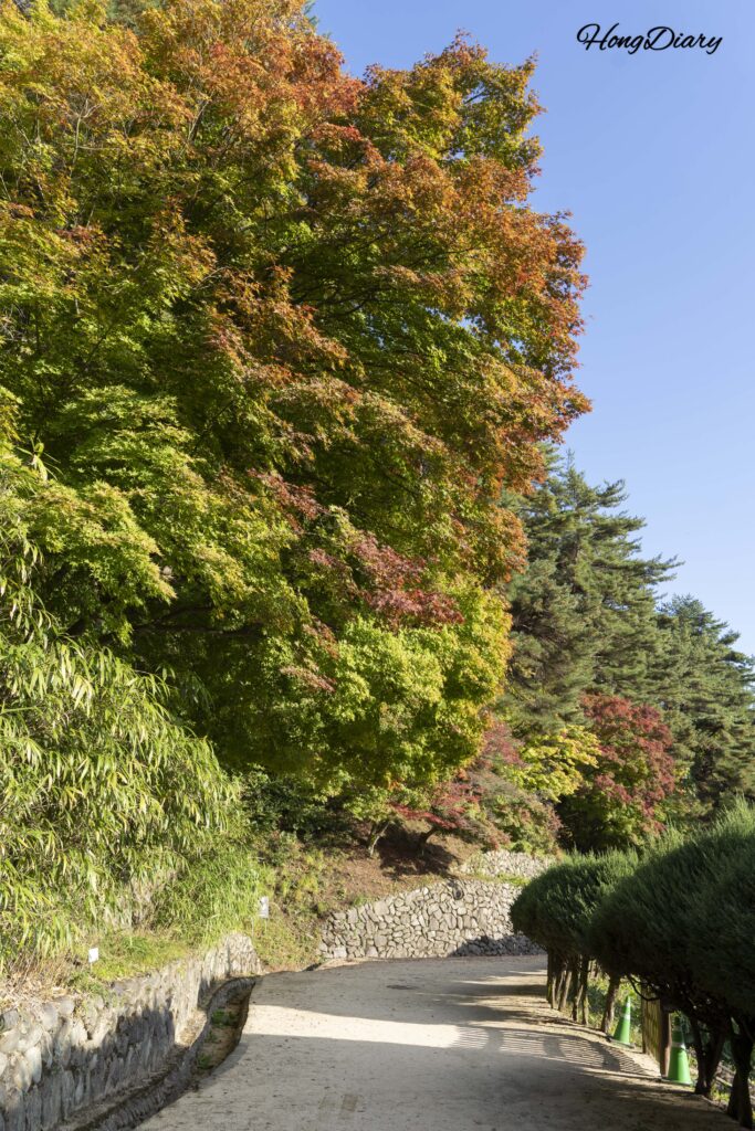 秋の紅葉に彩られた、陶山書院への散策路(安東)