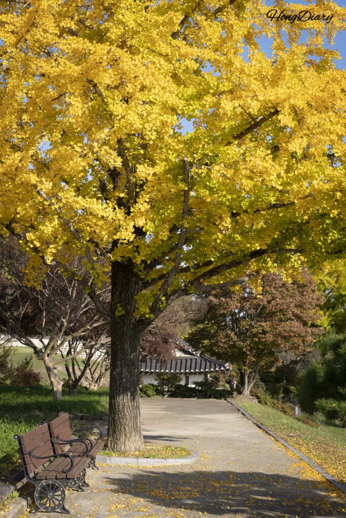 A large golden ginkgo tree in full autumn color near the back gate of Busosanseong Fortress in Buyeo