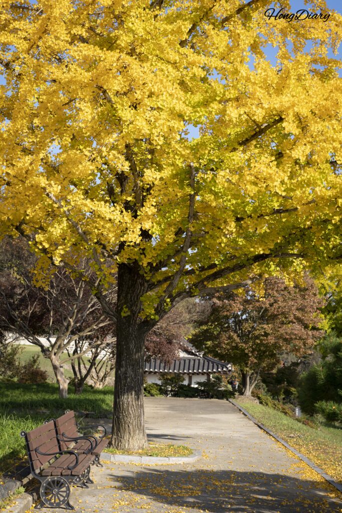 Gran árbol de ginkgo teñido de dorado en otoño cerca de la entrada trasera de la Fortaleza Busosanseong en Buyeo