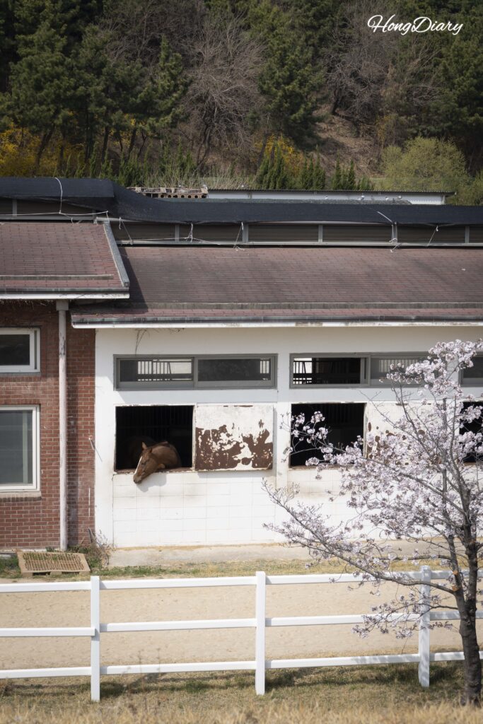 200-year-old Dangsan Tree surrounded by cherry blossoms overlooking horse stables at Let's Run Park Busan in spring
