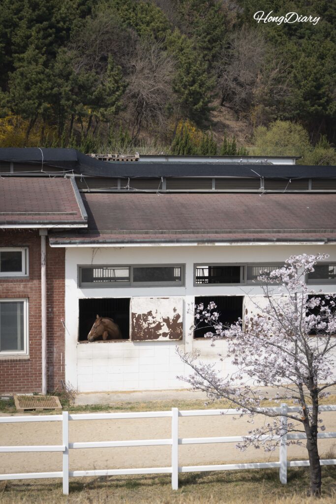 レッツランパーク釜山の樹齢200年の堂山の木と桜、眼下に見える厩舎と馬