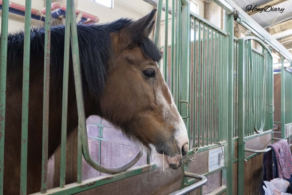 レッツランパーク釜山の乗用馬舎で間近に見る競走馬