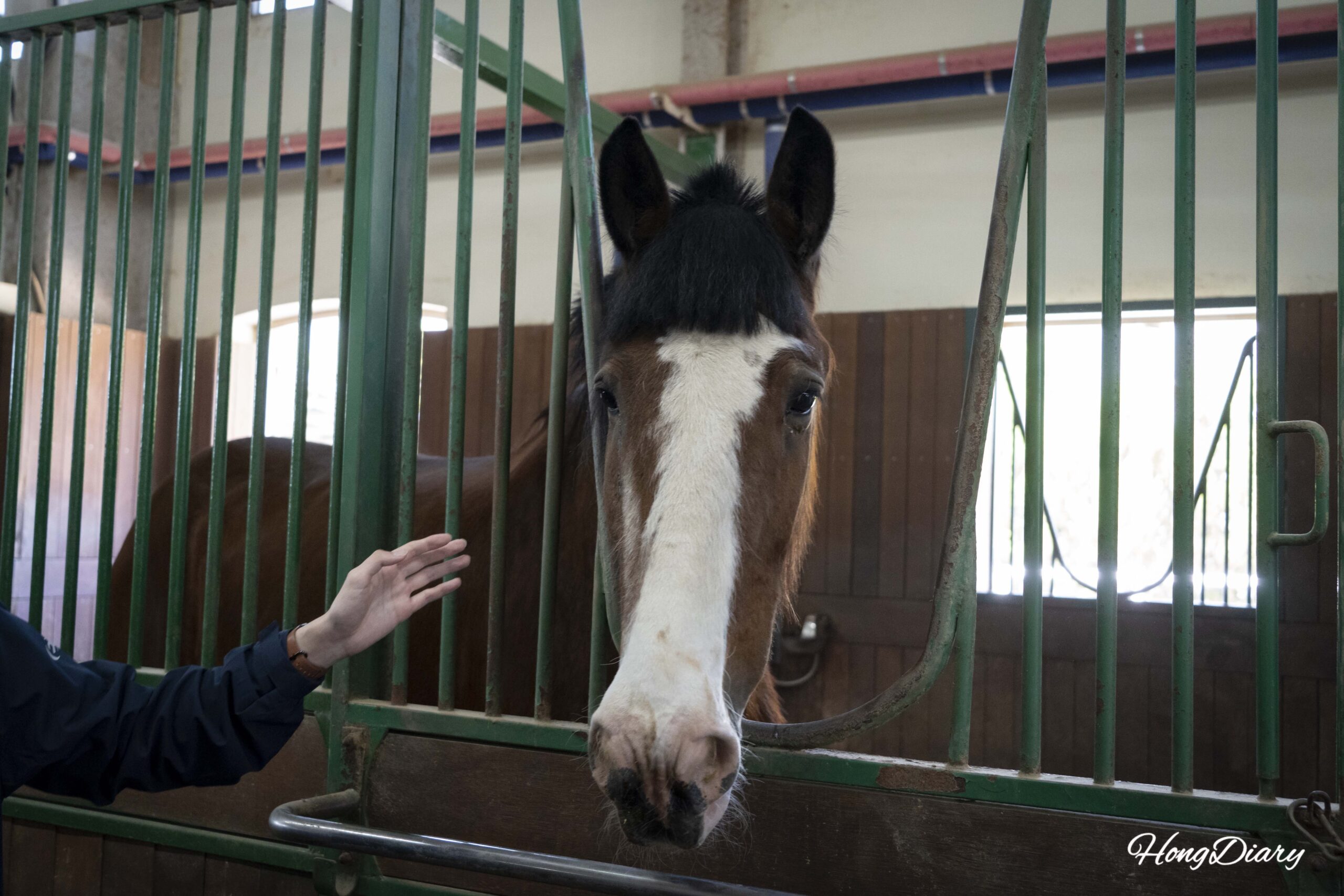 I Took My Kid Behind the Scenes at Busan’s Biggest Horse Park — Here’s What We Found
