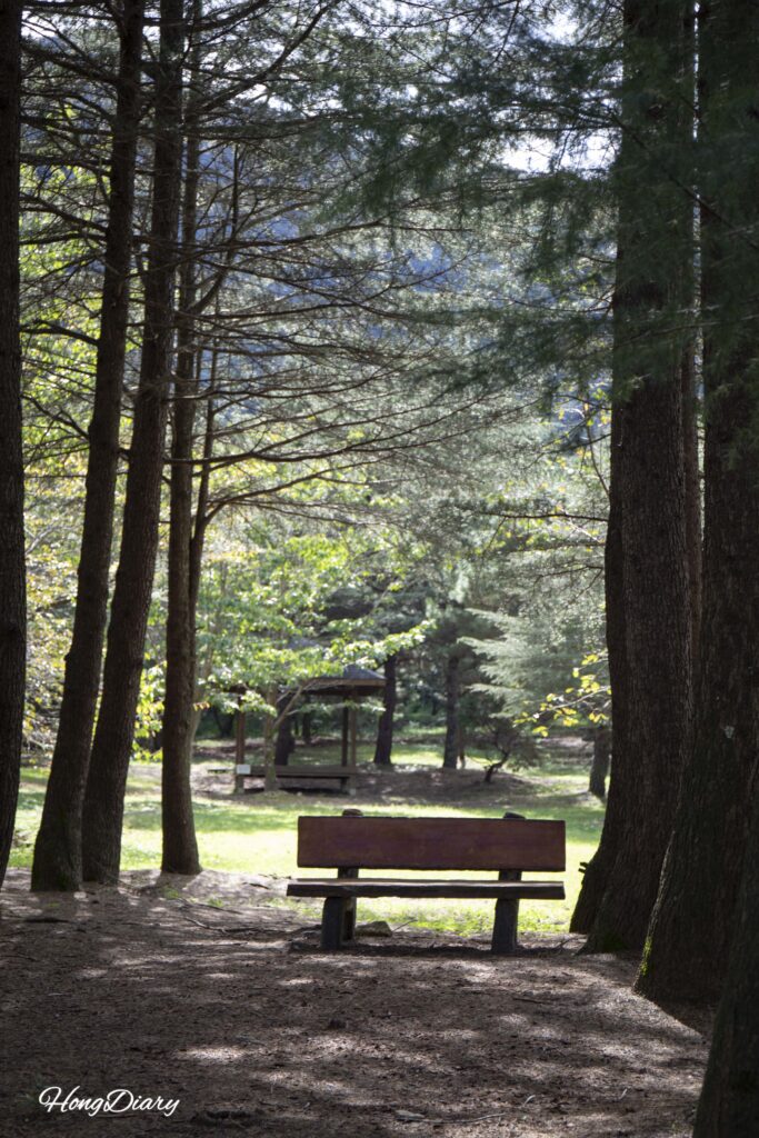 Banco bajo los árboles del Arboreto de Naejangsan en Jeongeup, foto vertical al salir del recinto