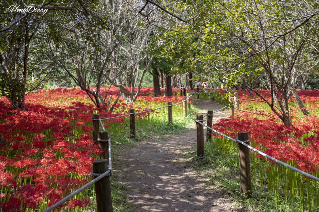 Sendero bordeado de lirios araña rojos a ambos lados en el Arboreto de Naejangsan, Jeongeup