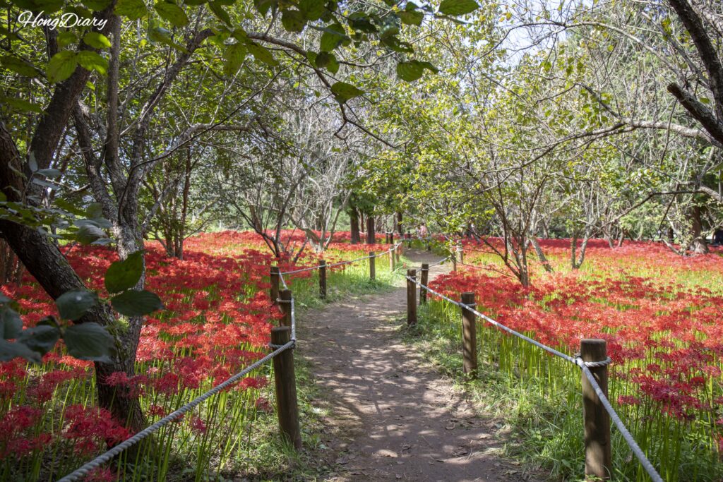 Walking path lined with red spider lilies on both sides at Naejangsan Arboretum in Jeongeup