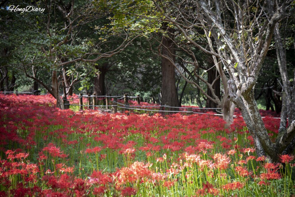 Campo de lirios araña rojos en plena floración en el Arboreto de Naejangsan durante la segunda semana de septiembre